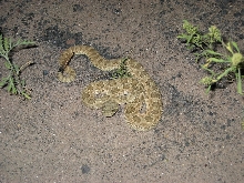 Hopi Rattlesnake