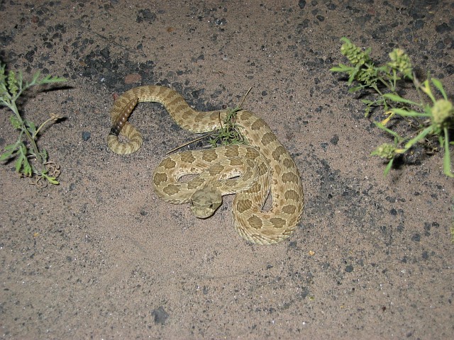 Hopi Rattlesnake