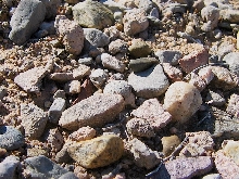 Roundtail Horned Lizard