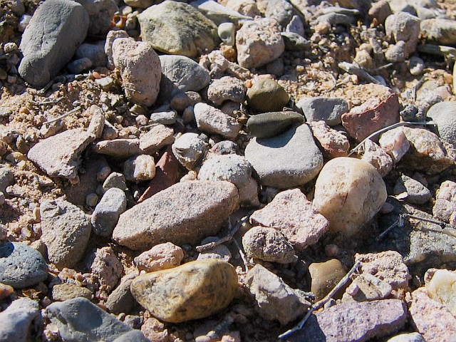 Roundtail Horned Lizard