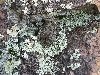 Canyon Tree Frog