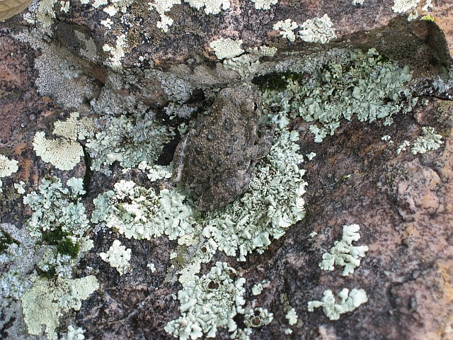 Canyon Tree Frog