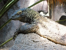 Komodo Dragon