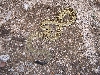 Arizona Blacktail Rattlesnake