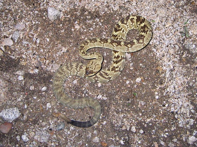 Arizona Blacktail Rattlesnake