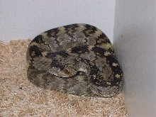 Blacktail Rattlesnake - Pecos County