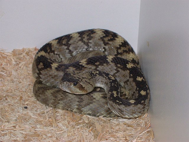 Blacktail Rattlesnake - Pecos County