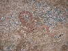 Western Diamondback Rattlesnake