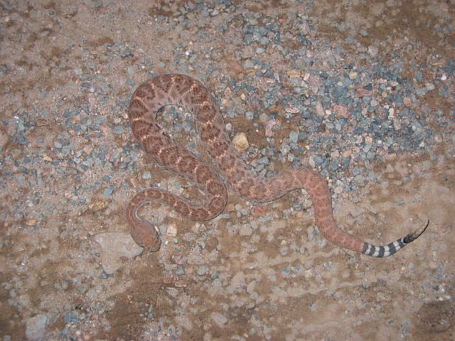 Western Diamondback Rattlesnake