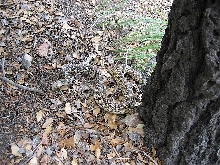 Sonoran Gopher Snake