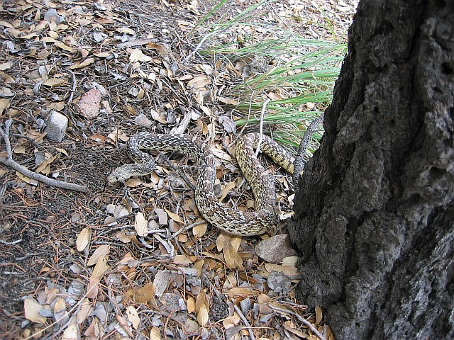 Sonoran Gopher Snake