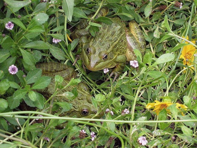 Ramsey Canyon Leopard Frog