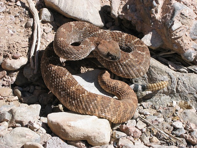 Red Western Diamondback