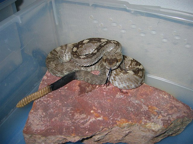 Blacktail Rattlesnake - River Rd