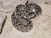 Huamantlan Rattlesnake