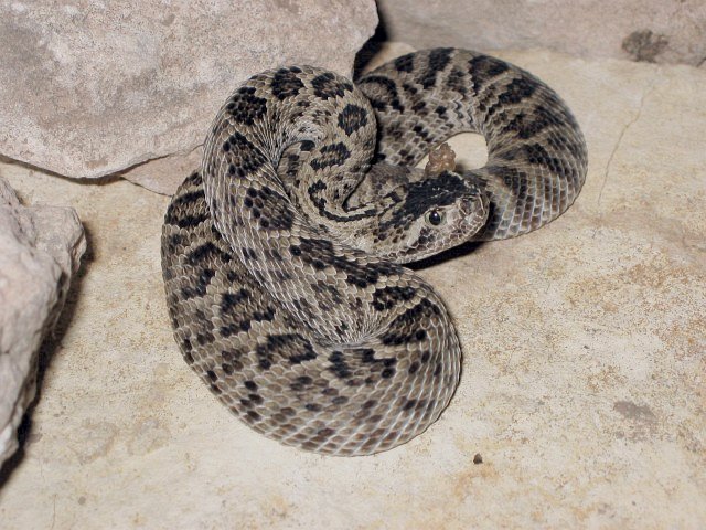 Huamantlan Rattlesnake