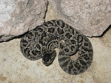Huamantlan Rattlesnake