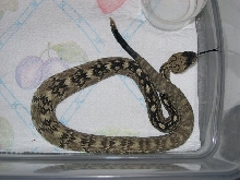 Blacktail Rattlesnake - Sanderson