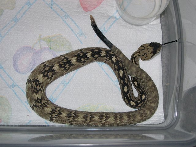 Blacktail Rattlesnake - Sanderson