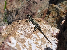 Yarrow's Spiny Lizard