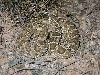 Mojave Rattlesnake
