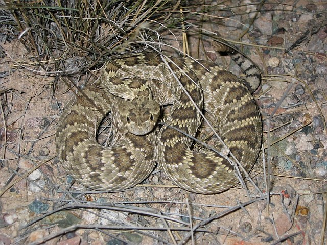 Mojave Rattlesnake