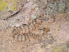 Tiger Rattlesnake