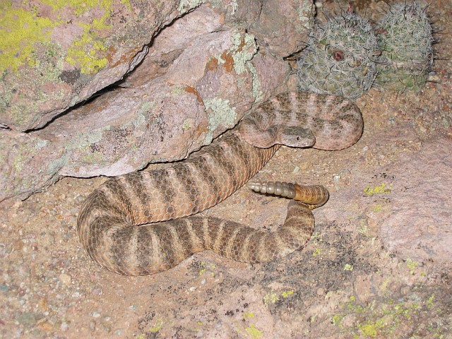 Tiger Rattlesnake