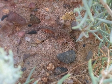 Unidentified Lizard