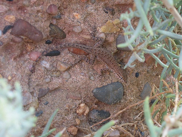 Unidentified Lizard