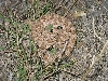 Prairie Rattlesnake
