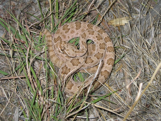 Prairie Rattlesnake