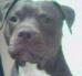 Pocket Pit