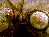side throat1