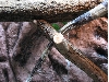 tail damage