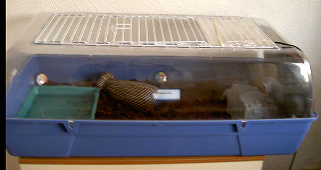 Cane Toad Setup
