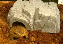 My new Cane Toad!