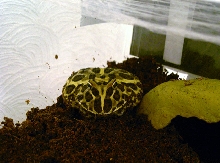 Tubbs!