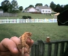 crested1