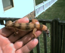 leo gecko 21