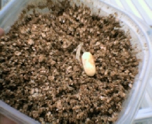 corn snake egg