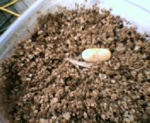 1 corn egg