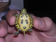 Bottom View