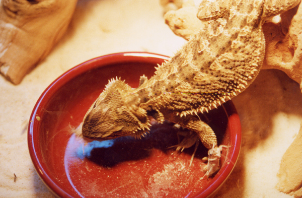 After the shed, chowing down
