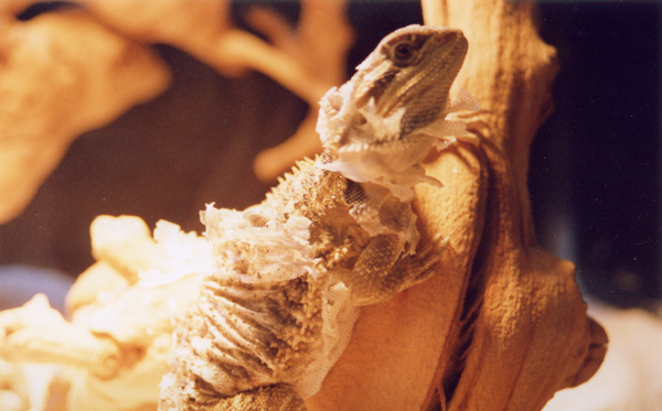 Crazy shedding