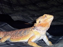 majesta1