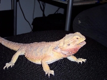 Majesta2