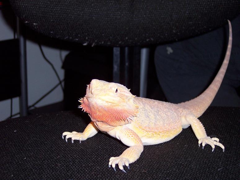 Majesta3