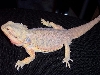 Majesta4