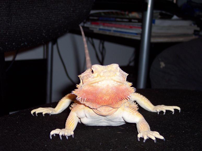 Majesta5